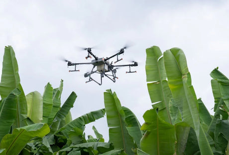 DJI Agras T30 Drone flying over a banana plant